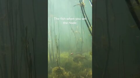 The fish when you set the hook