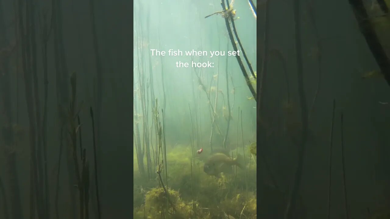 The fish when you set the hook