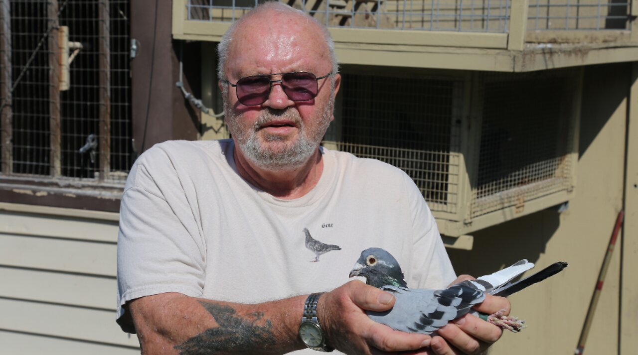 West Allis man has been racing pigeons for more than 60 years