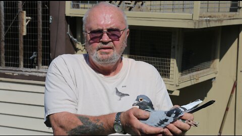 West Allis man has been racing pigeons for more than 60 years