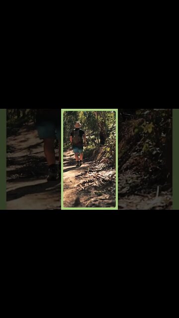 Back Up Boobook - Highlights A