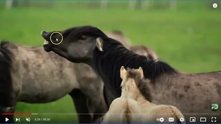 Wild Horse Herds Behavior & Observations - Great Footage Of Wild Herd Interactions