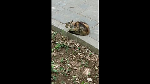 A cute and beautiful cat is resting