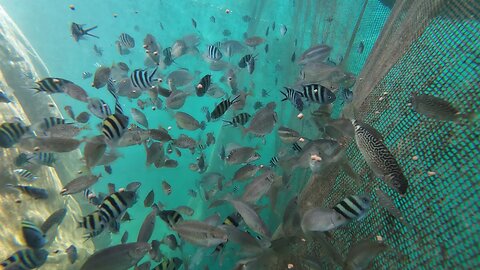 5000 Rabbitfish were added to our Hexafarm!