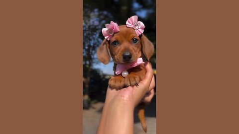 Gorgeous Lil Pup With Cute Bows🤩