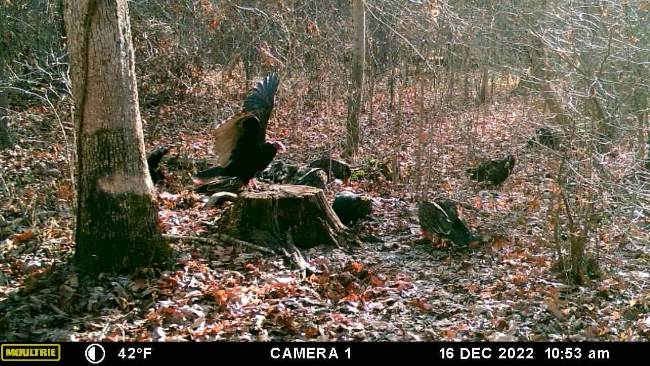 How many stinky birds?
