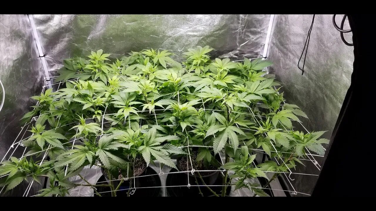 The Leroy BX75 by The BigKush "Just the Tip! Episode 4" Can o' peas full! Day 8