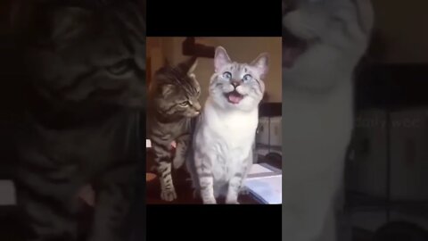 Wee #foryou #foryoupage #funny #viral #wee #animals #funnyvideo #fun#fypage #funnyanimals