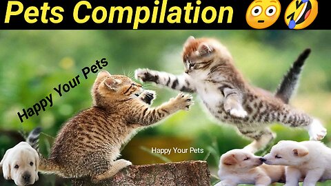 Funny animal videos 😂 Cute animal 😸 Funny Dog and Cat videos 😁 Hilarious pet videos 😸 Part 198