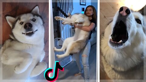 Baby Alaskan Malamute Cutest and Funniest Moments New Compilation