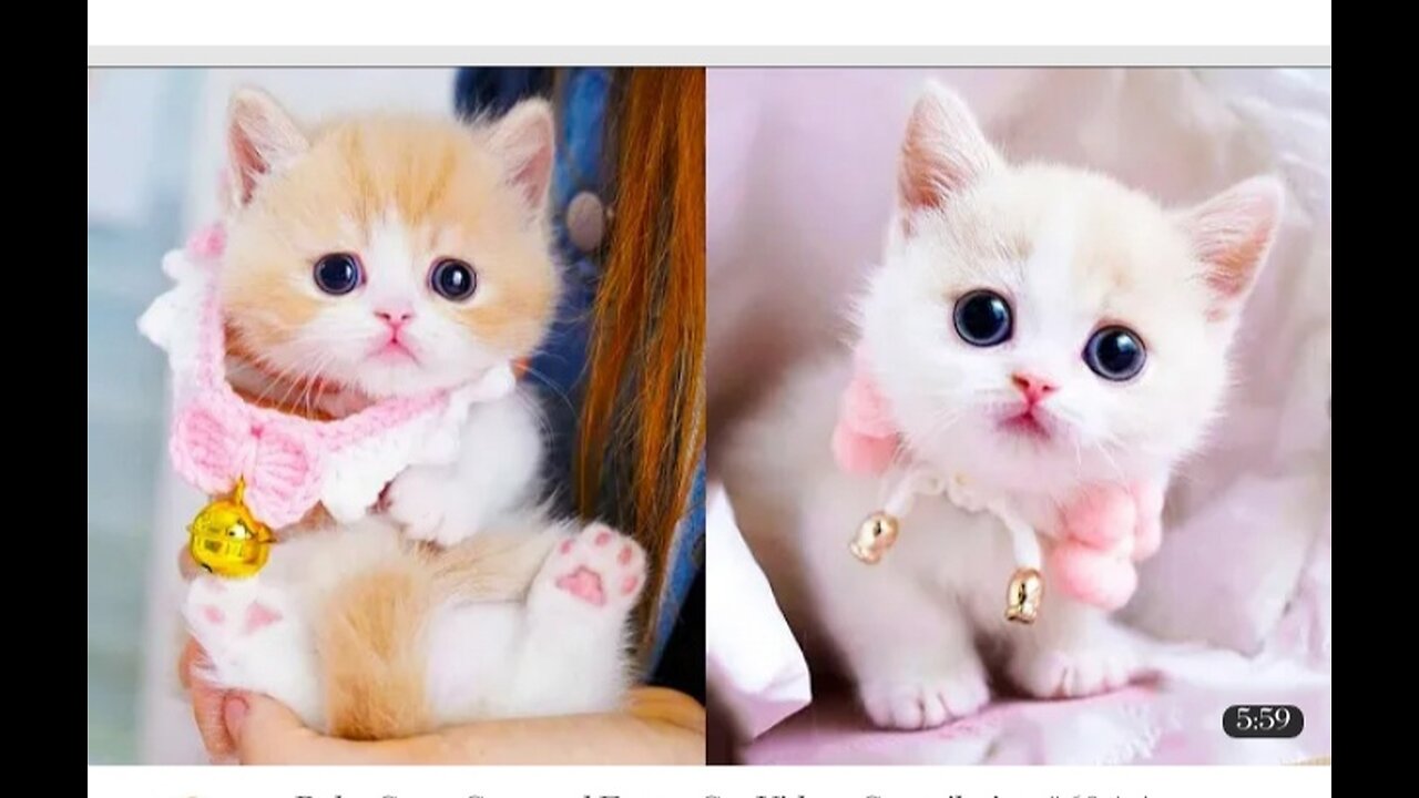 Baby Cats - Cute and Funny Cat Videos Compilation
