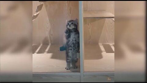 super cute cats best funny cat videos