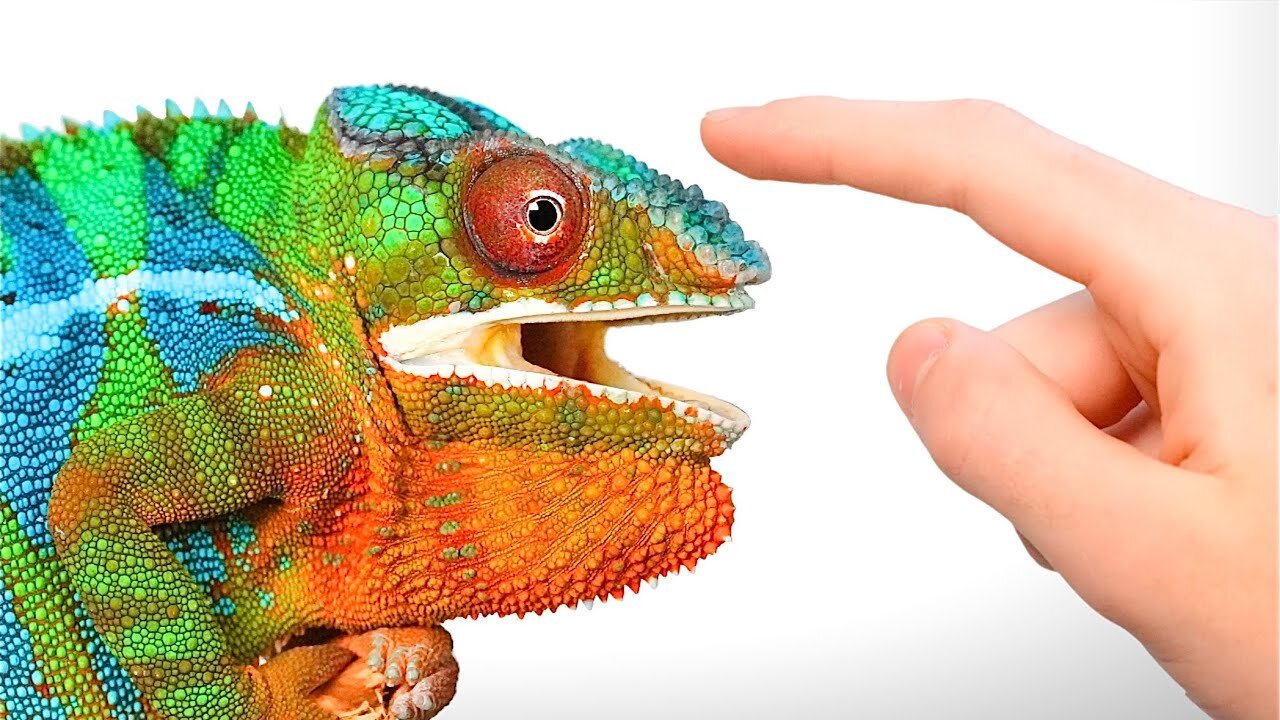 The Rise of My Pet Panther Chameleon