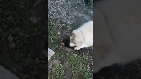 Great Pyrenees Digs A Hole To China