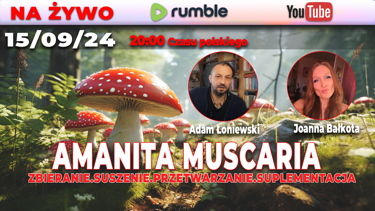 🔴 LIVE 15/09/24 | AMANITA MUSCARIA | ZBIERANIE SUSZENIE PRZETWARZANIE SUPLEMENTACJA