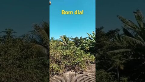 bom dia!