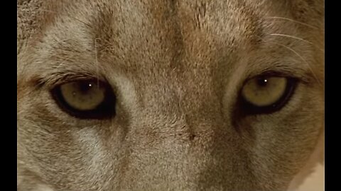 Anima Mundi (Soul of the Earth)