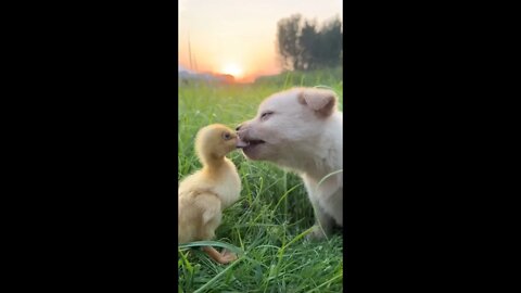 Dogs and ducklings accompany each other in the sunset