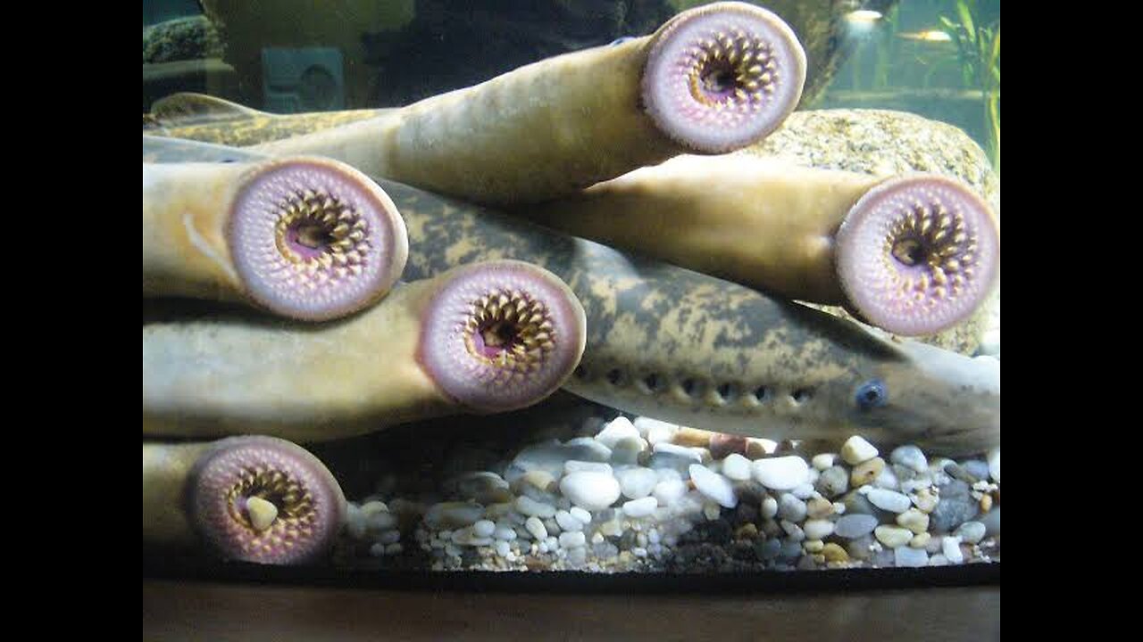 Lamprey: Nature's Ancient Predator 🦠