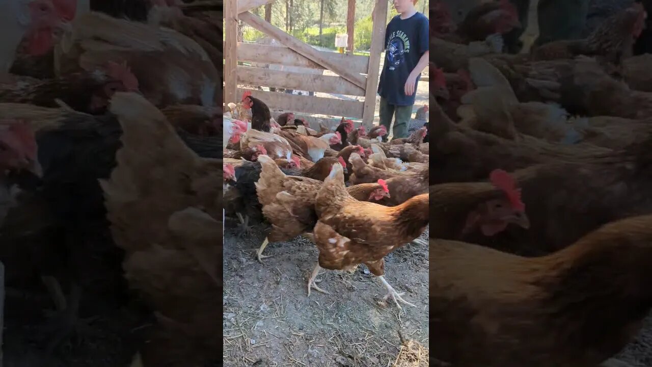 #chickens #shorts