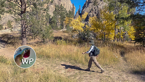 Sunday Gulch & Wildlife Loop | Custer SP | South Dakota