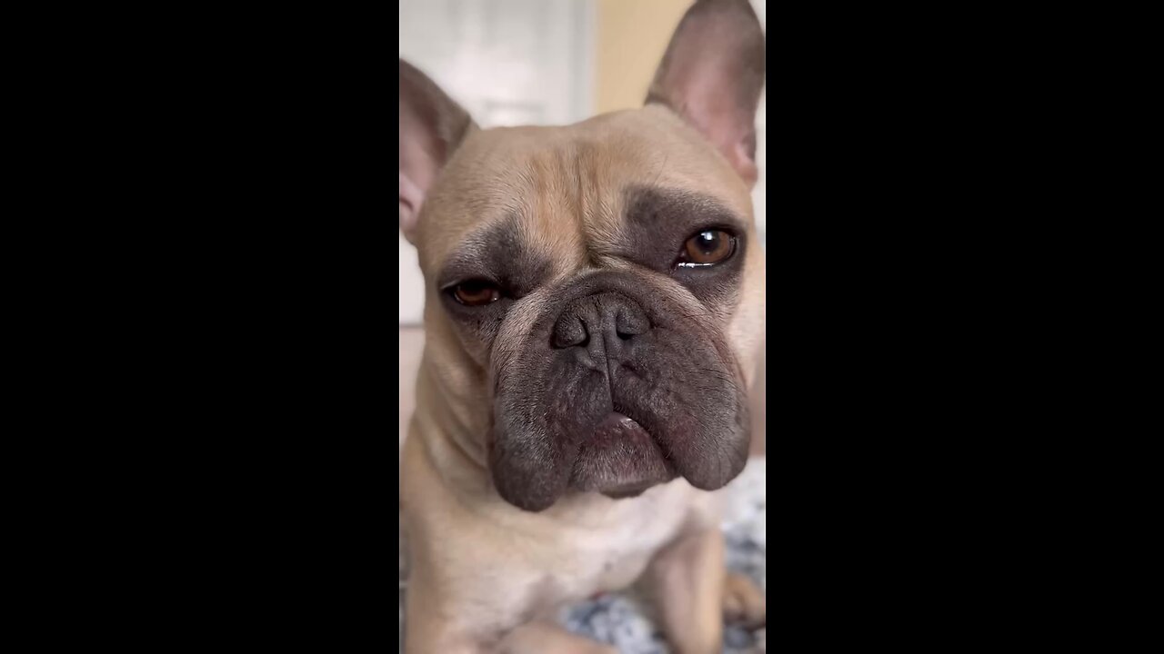 Daily Morning Shenanigans | Mochi The French Bulldog