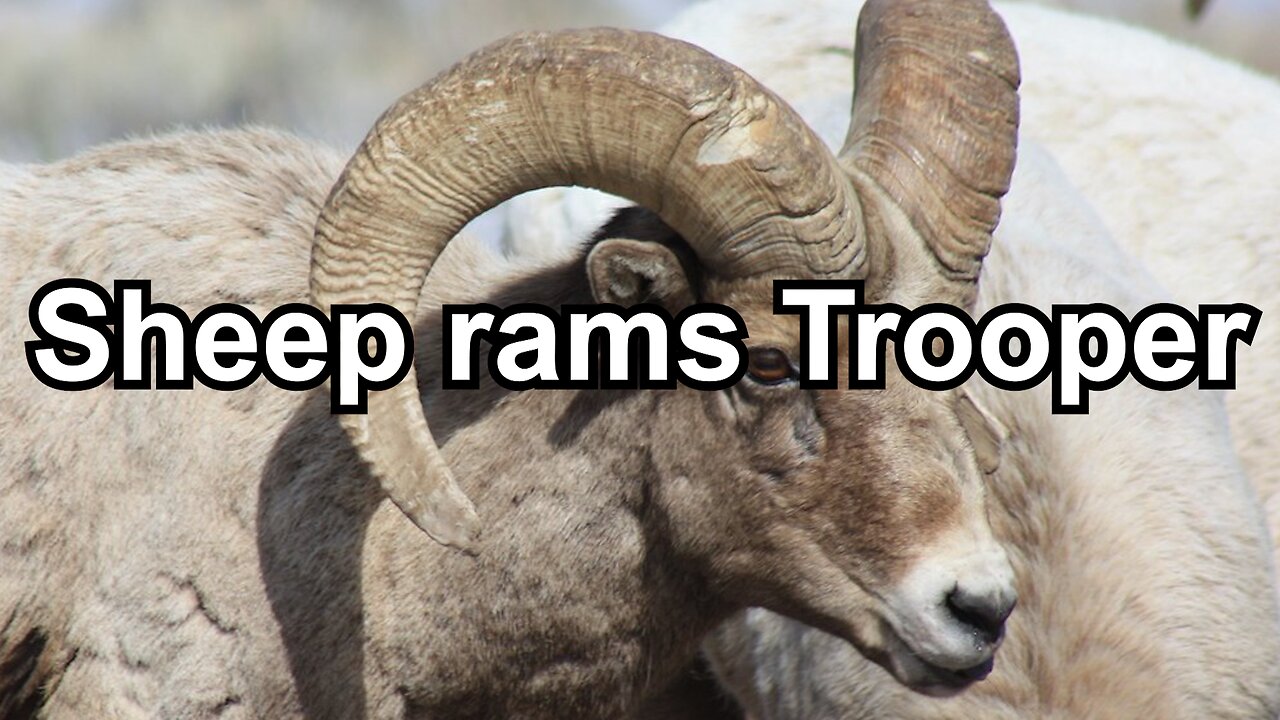 Sheep rams Trooper