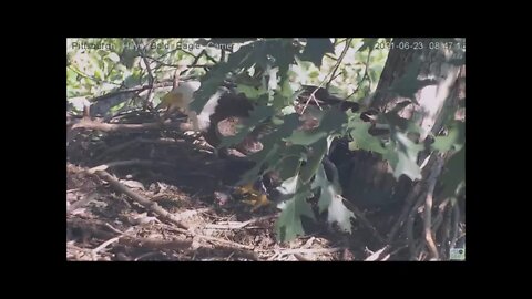 Hays Eagles Dad and Mom each bring a fish to the nest for fledgling Juveniles H13 H14 H15 6.23.21