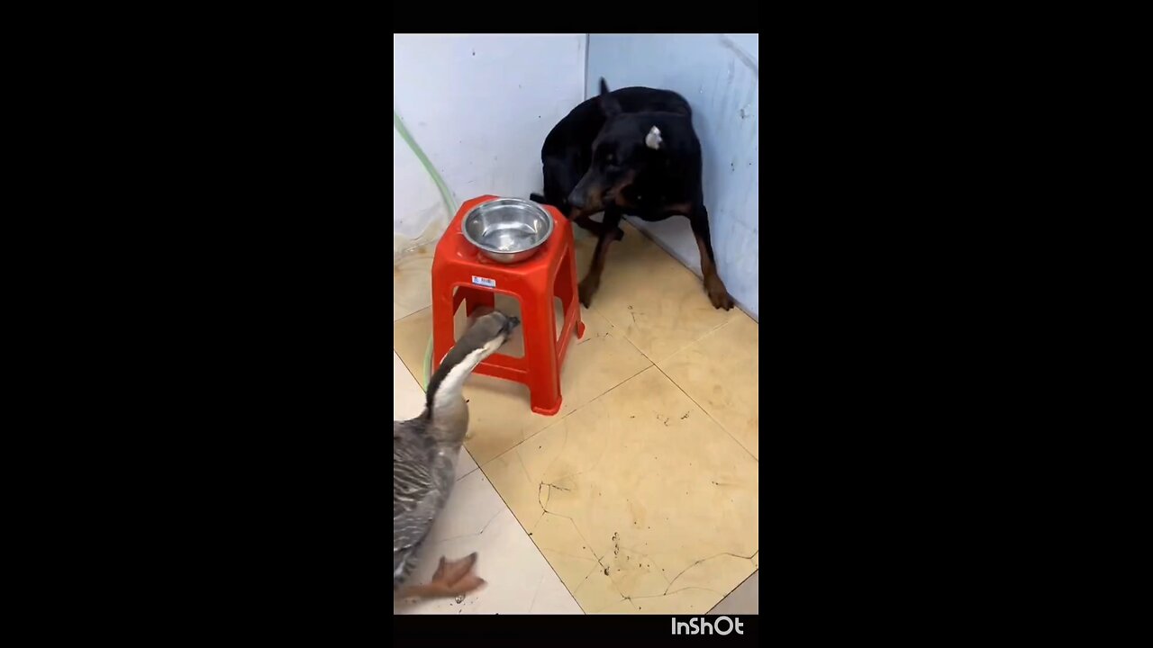 dog and duck best friend