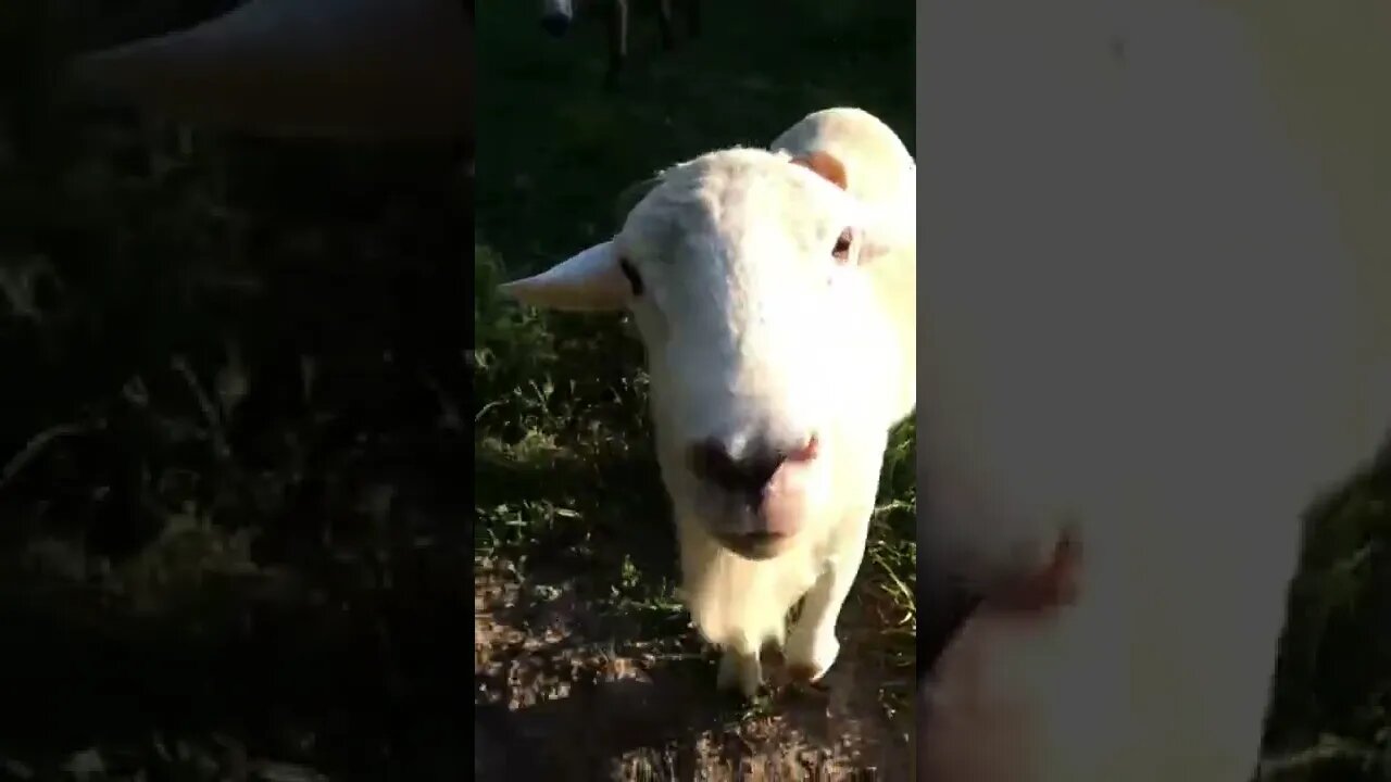 Pun Patrol at the Farm #country #farm #jokes #dadjokes #sheep #sheepfarming