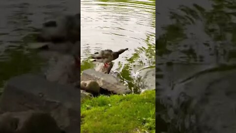 A wild duck in Canada