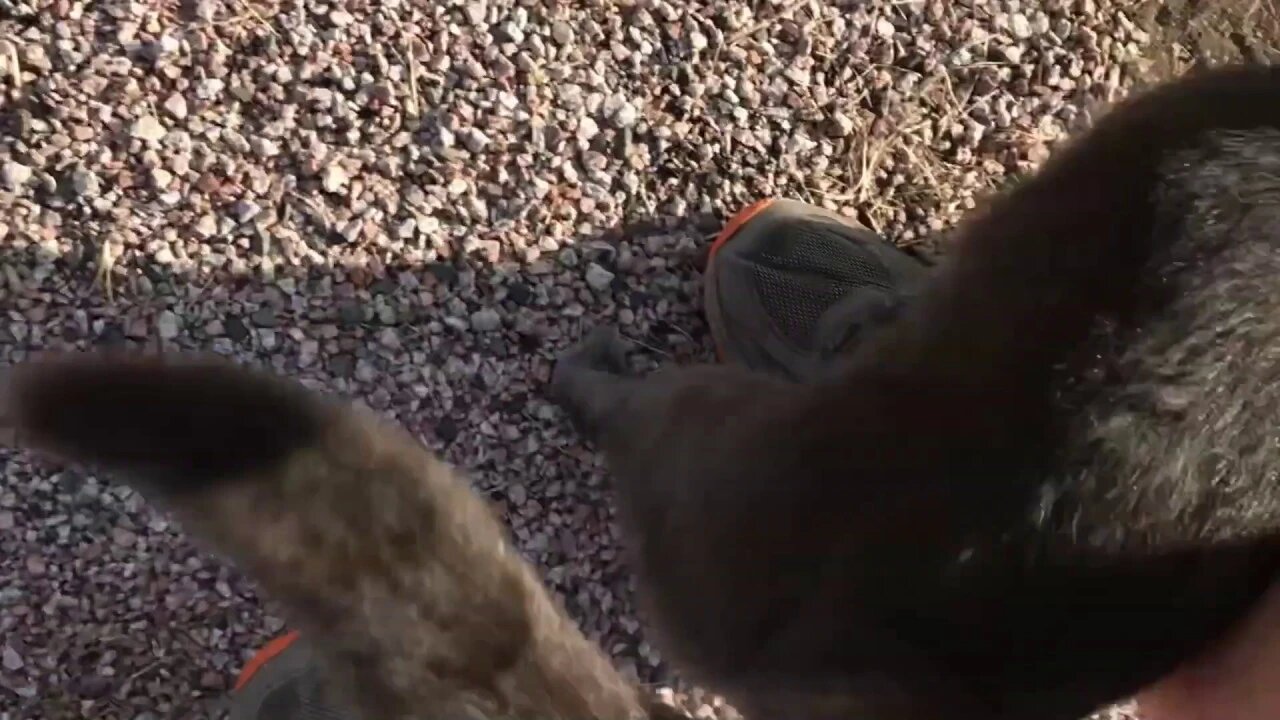 Mokie Cat Stalking Me & Playing With Me