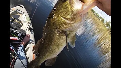 Big Haw caught on my new Kast King Zephyr Reel, Flex Seal Update and More.