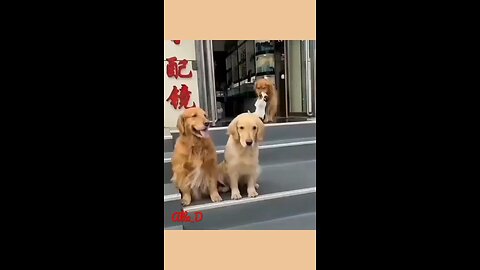 funny dogs and cats #1