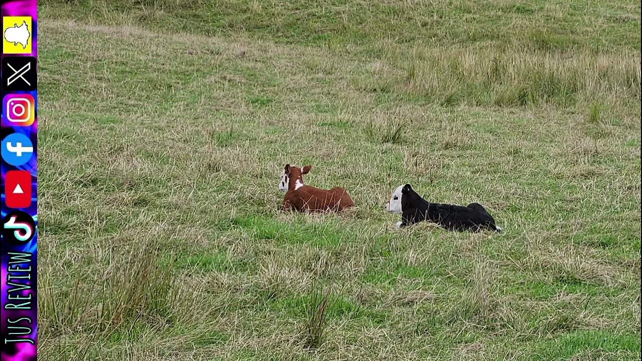 10 Facts About Baby Cows