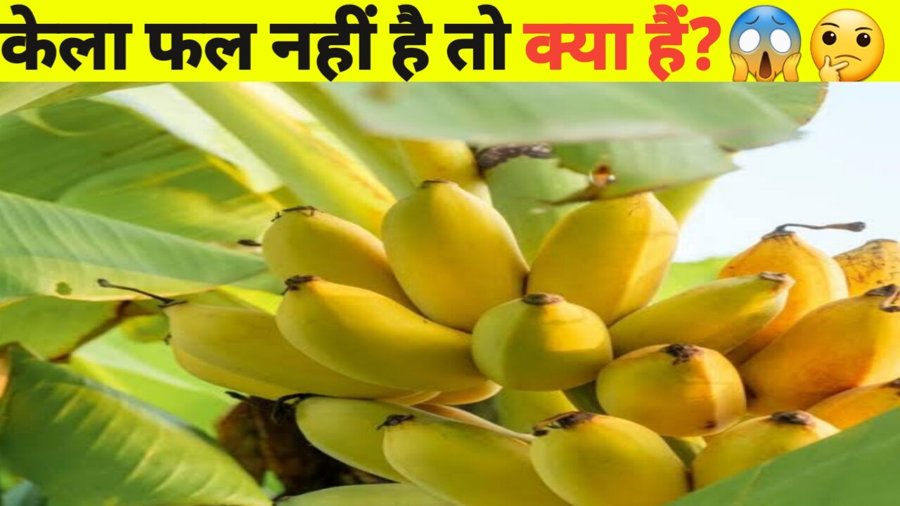 केला फल नहीं है तो क्या हैं?😱🤔।।unknown Fruitfact।।🙄🤔#viral