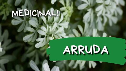 🏵️🌿 PROPRIEDADES DA ARRUDA