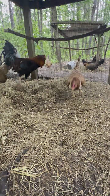 Yellow leg hatch trio