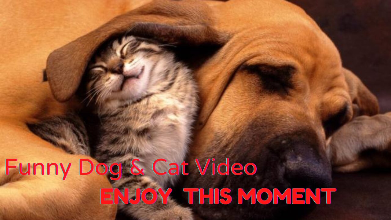 Best Funny Cats And Dogs Videos 2022