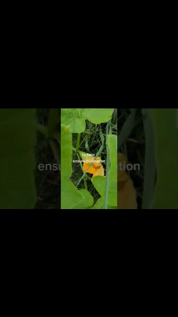 Oregano Squash Companion Planting