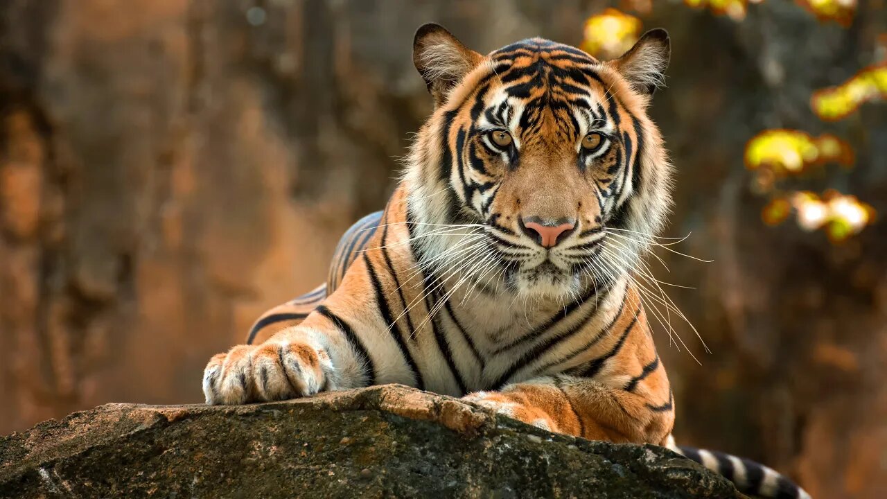 welcome to the Tiger's den!! We're grinding Rocket League
