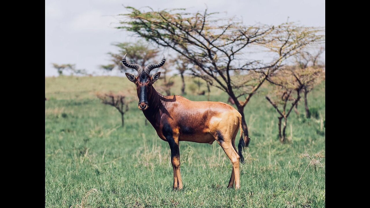 5 Fun Facts About The Hartebeest