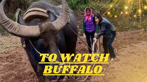 To Watch Buffalo TikTok video #shorts