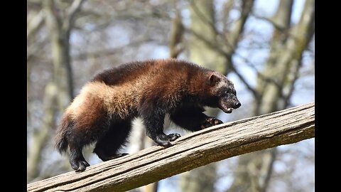 Wolverine 💙 💙 💙
