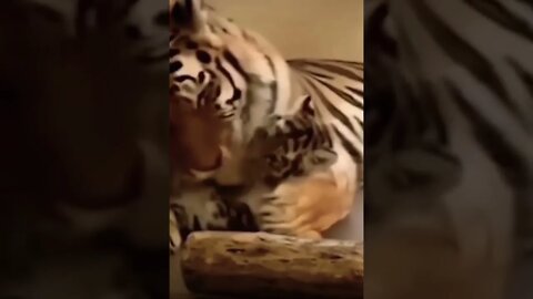 Soo Cute 🥺❤️ please get this viral | #viral | #funnydogs | #trending | #shorts