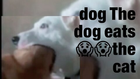 A dog trying to swallow a cat😱