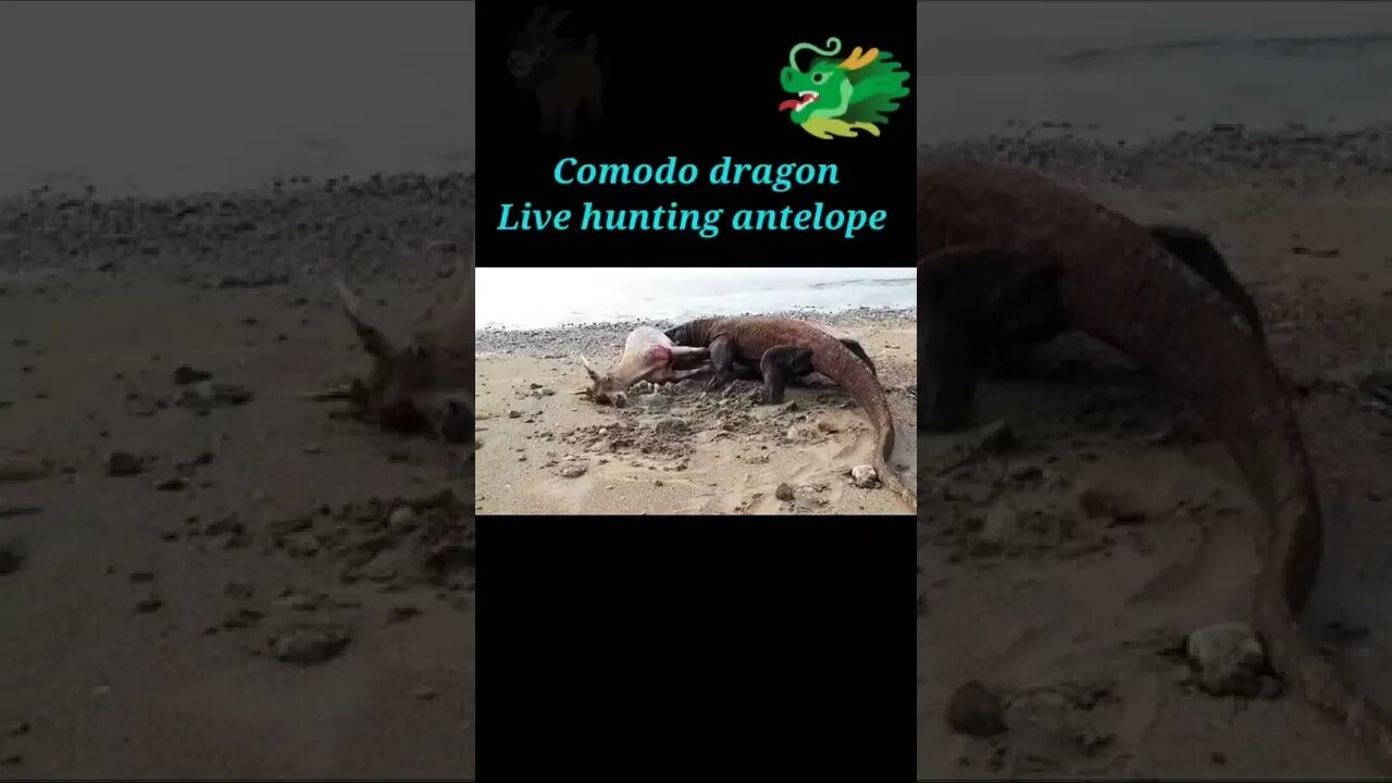 Komodo dragon live hunting antelope 2022 #shorts #youtubeshorts