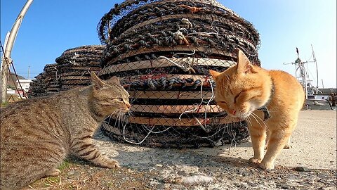 While I was accompanying a brown tabby cats patrolling at a harbor, I got involved in a cat fight
