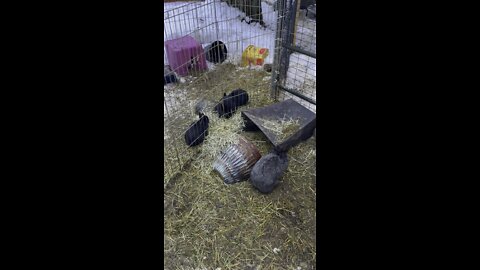 Po Bunnies