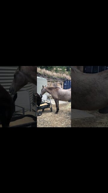 A quick view of Arthur the rescue horse